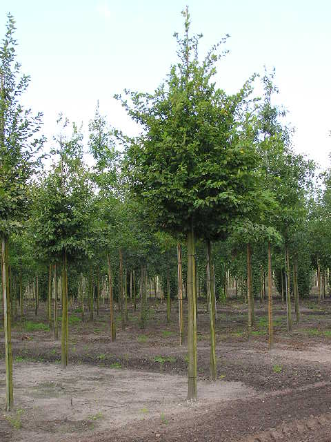 Hainbuche als Baum (Hochstamm)